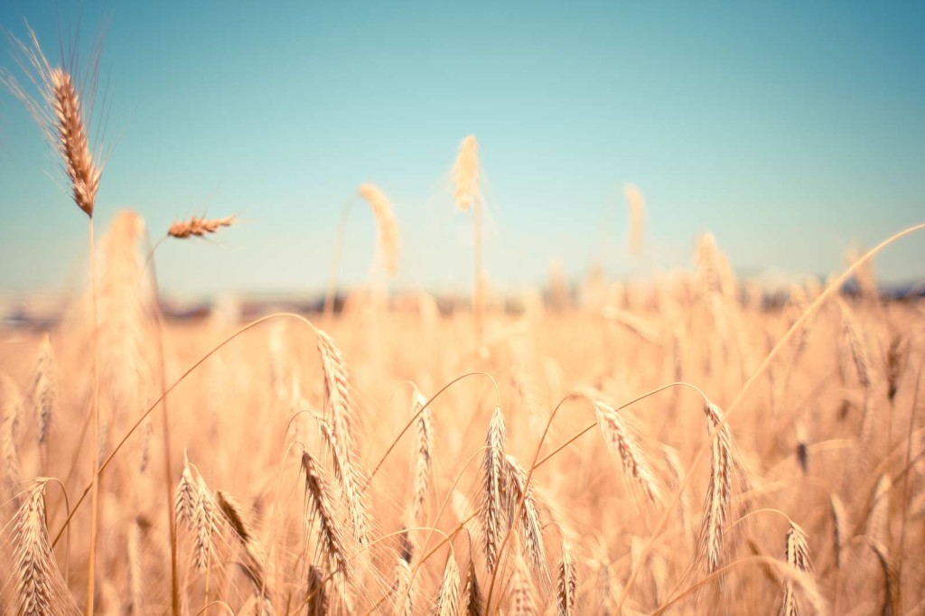 wheat